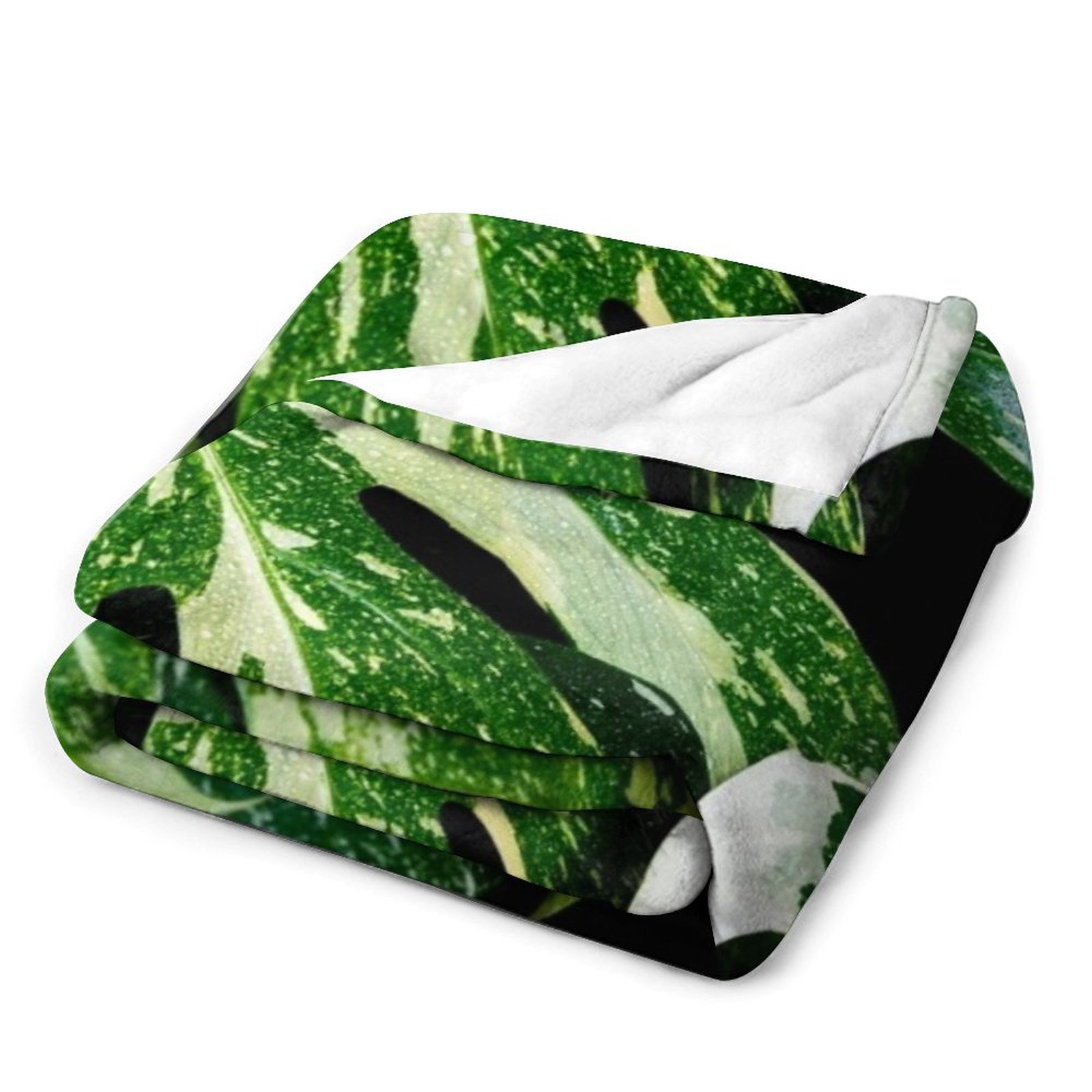 Monstera Thai Constellation Th - Monstera Thai Constellation review and price