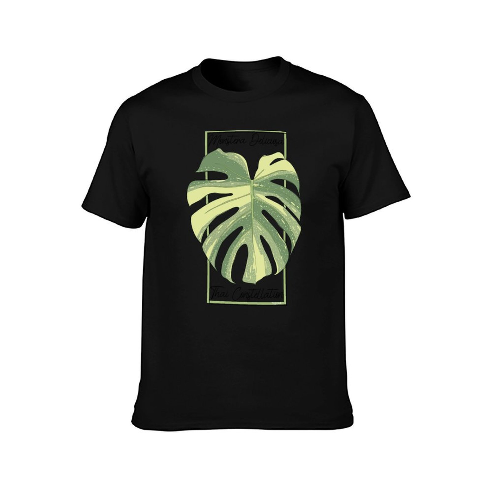 Monstera Thai Constellation Bo - Monstera Thai Constellation review and price