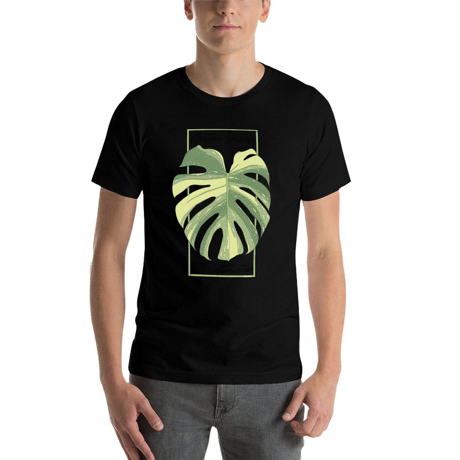 Monstera Thai Constellation Bo - Monstera Thai Constellation review and price