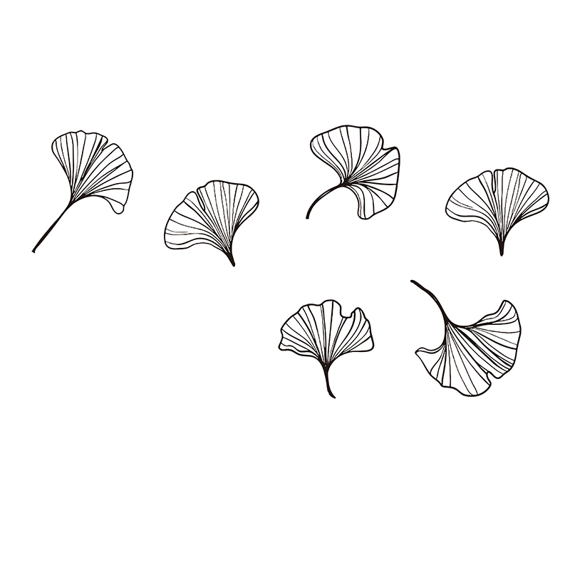 Large Pack of 6 Ginkgo Leaves  - Monstera Thai Constellation review and price